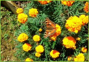 IMG-20141027-WA00242